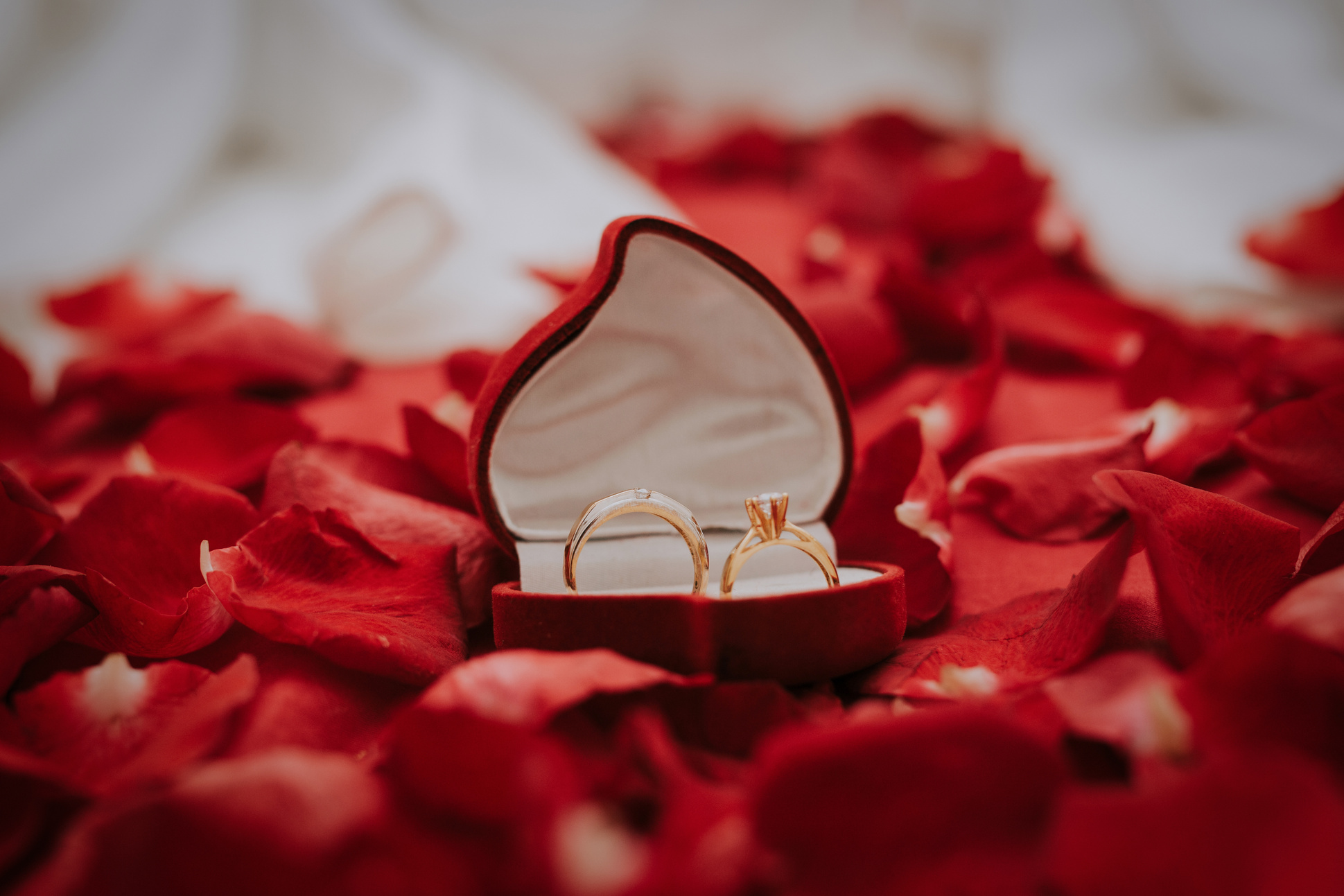 Gold Wedding Bands in Case on Red Rose Petals